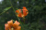 Turk's cap lily